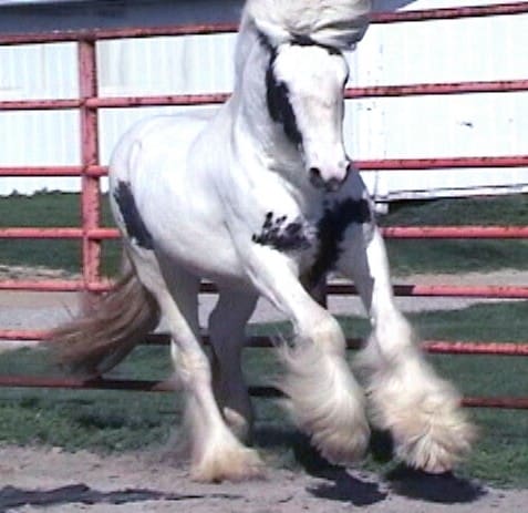 A white horse with black spots is standing in front of a fence.