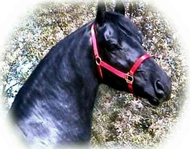 A black horse with red collar is laying in the grass.