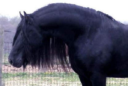 A black horse standing in the grass near a fence.