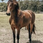 A horse standing in the middle of a field.