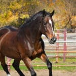 A horse running in the dirt near some trees.