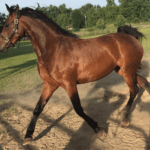 A horse is running in the dirt on a sunny day.