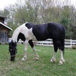 A black and white horse grazing on grass.