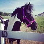 A horse with a pink halter is standing in the grass.