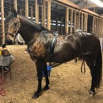 A horse that is standing in the dirt.