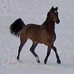 A horse is running in the snow.