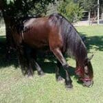 A horse grazing on grass under a tree.