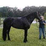 A woman standing next to a black horse.