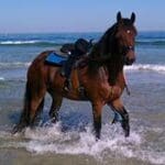 A horse is walking through the water on the beach.