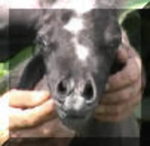 A person holding an animal in their hands.