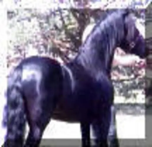 A black horse standing in front of trees.