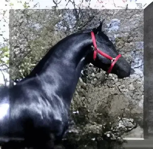 A black horse with red collar standing next to trees.