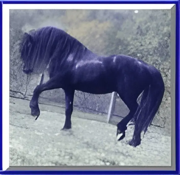 A black horse standing on top of a grass covered field.