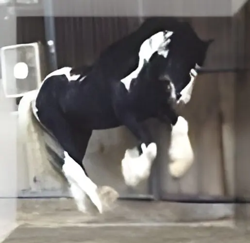 A black and white horse is running in the barn