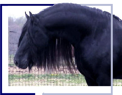 A black horse standing in the grass near a fence.