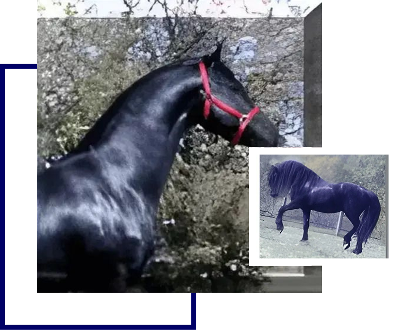 A black horse with red collar and blue markings.