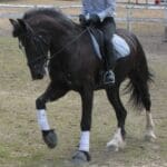 A person riding on the back of a black horse.