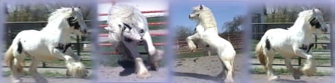 A horse is jumping over another horse in the dirt.