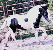 A black-and-white horse walks inside a fenced area on a sunny day.