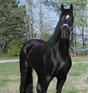 A shiny black horse stands on green grass with trees in the background, wearing a blue halter and lead rope.