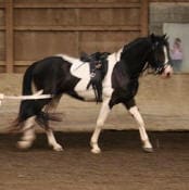 A black and white horse is being led by someone with a rope in an indoor riding arena.