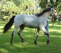 A white horse with a black mane and tail stands on green grass with a person holding its reins in the background. Trees and foliage are visible in the background.