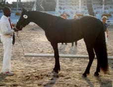 A person in white attire stands next to a dark-colored horse in an outdoor arena with spectators in the background.