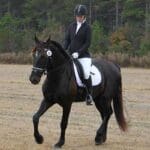 A person in equestrian attire rides a black horse in an open grassy field with a forested background. Both rider and horse appear focused.