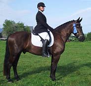 A person in equestrian attire sits on a dark brown horse with a white saddle pad and a blue ribbon on its bridle. They are outdoors on a grassy field.