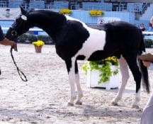 A black and white horse is standing on a sandy surface, held by a person on a lead rope. Another person is standing nearby. There are pots of flowers and a blue structure in the background.