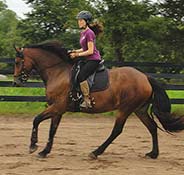 A person wearing a helmet rides a brown horse in a fenced outdoor arena, with trees visible in the background.