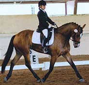 A rider in formal attire performs dressage on a brown horse inside an indoor arena.