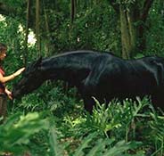 A person in a green forest gently touches the nose of a large, black horse standing among leafy plants.