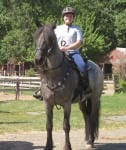 A person in a helmet rides a gray horse in an outdoor setting with trees and a wooden fence in the background.