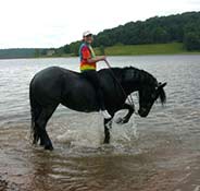 A person wearing a colorful top and cap rides a black horse in shallow water near a wooded shoreline.