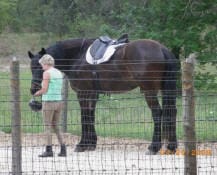 A person with short blond hair stands beside a large, dark horse with a saddle on its back within an enclosed area, near a fence.