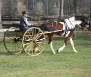 A person in a hat and vest drives a small, two-wheeled cart pulled by a brown and white horse on a grassy area.