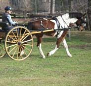 Person riding in a horse-drawn carriage on a grass field.