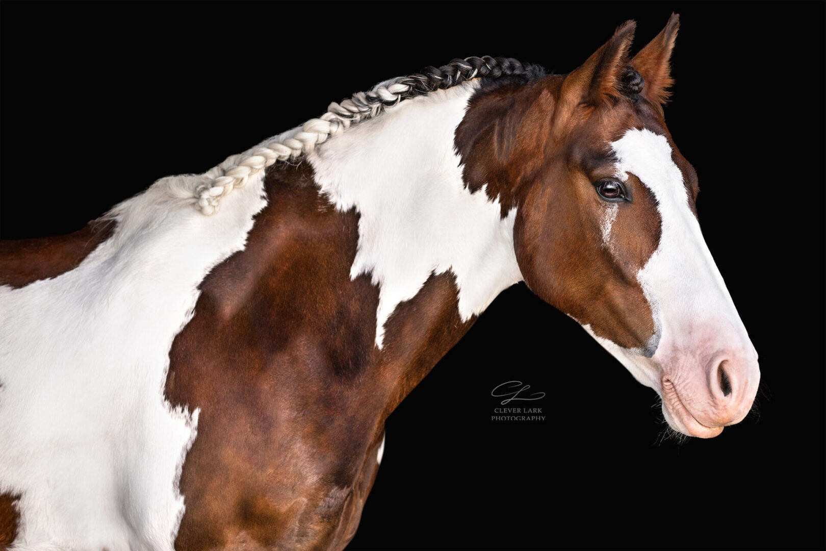 A close-up of a brown and white horse with a braided mane, shown in profile against a black background.