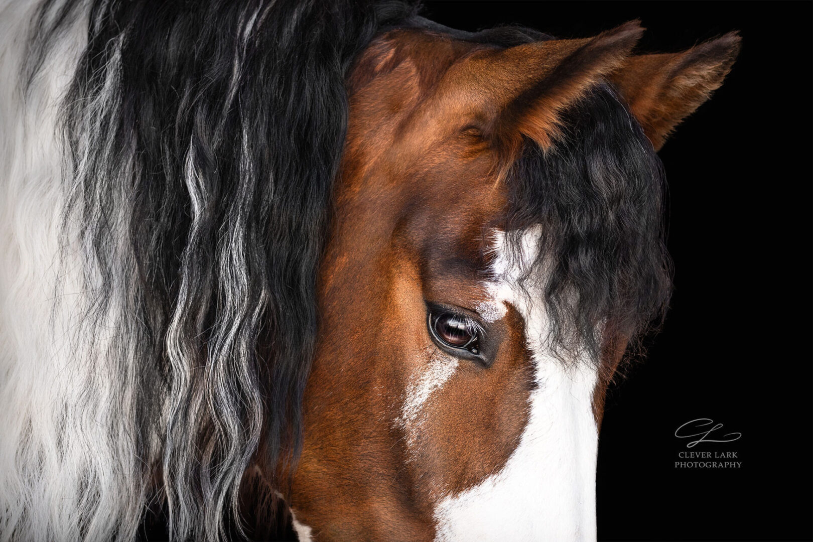 Close-up of a horse's head with a black background, showing its brown and white coat, long black and white mane, and expressive eye. Photography credit: Clever Lark Photography.