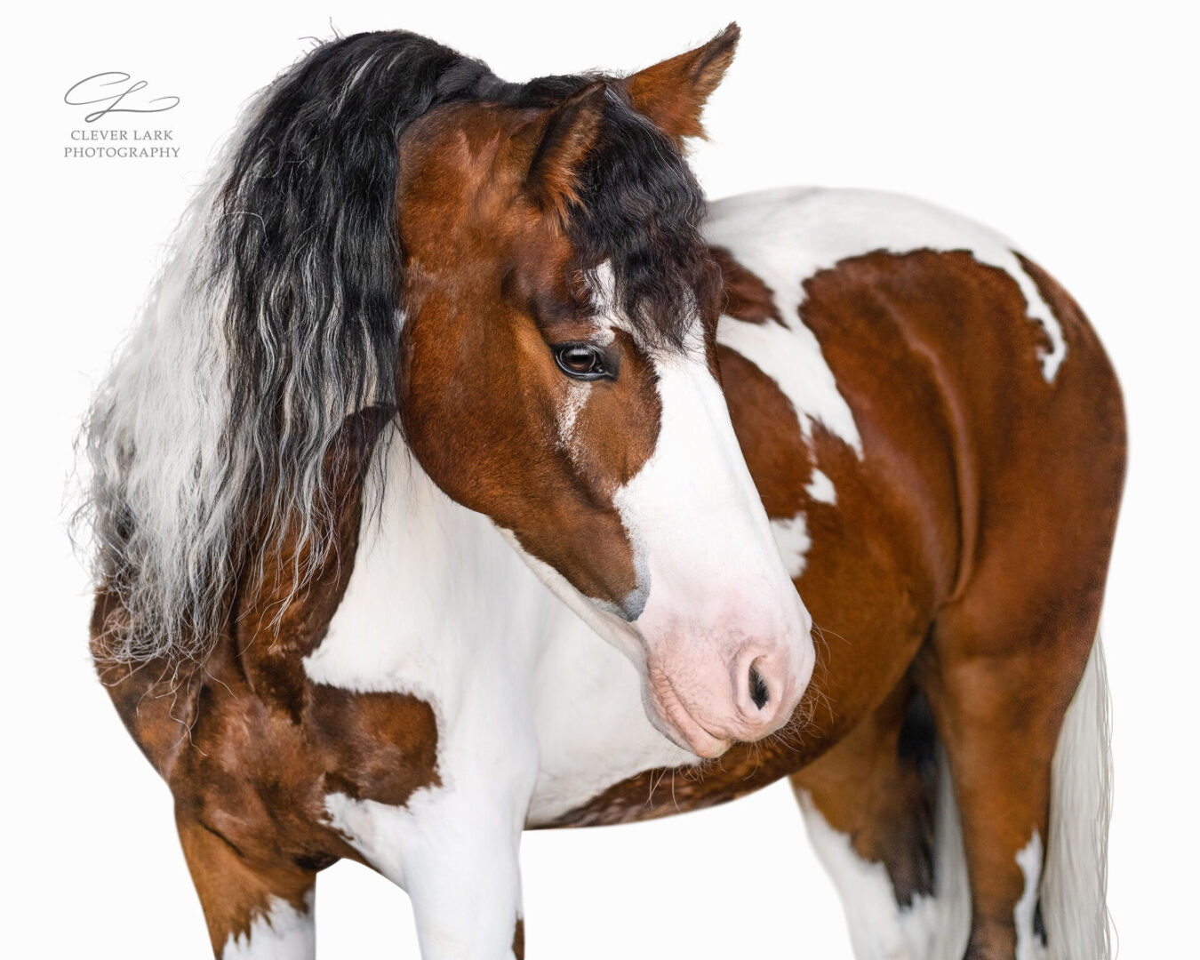 A brown and white horse with a lush mane stands against a plain white background. It appears to be looking downwards. The image has a watermark indicating "Clever Lark Photography.