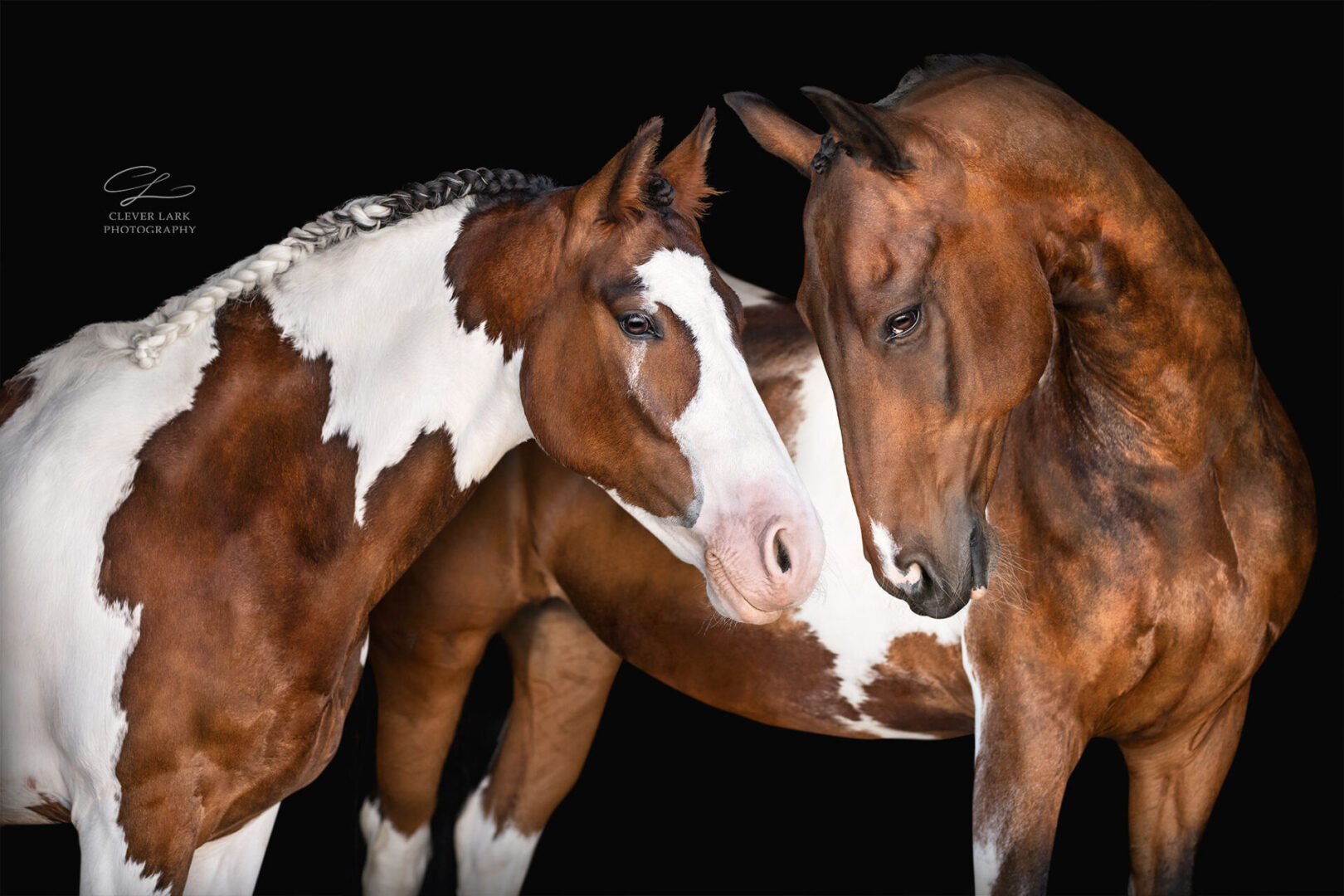 Two horses, one a brown and white pinto with braided mane, and the other a solid brown horse with a white patch, stand closely together against a black background.