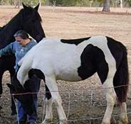 A person in a gray sweatshirt stands in a field with two horses, one black and one black and white.