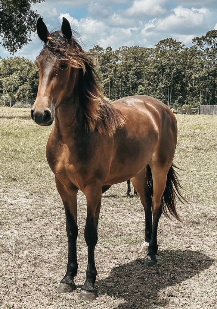 A brown horse stands in a grassy field with trees in the background on a partly cloudy day.