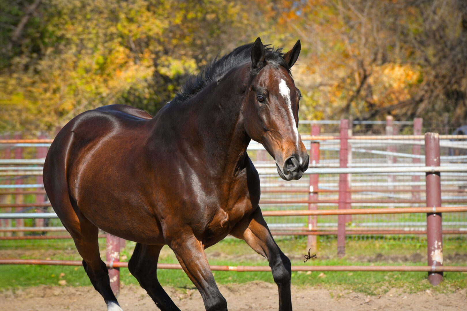 A brown horse with a white marking on its forehead is trotting in a fenced outdoor area with autumn trees in the background.