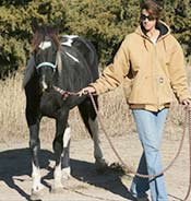 Person in a tan jacket and jeans leading a black and white horse on a leash in an outdoor setting.