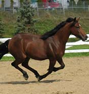 A brown horse with a black mane is running on sand in an outdoor area with a fence and trees in the background.