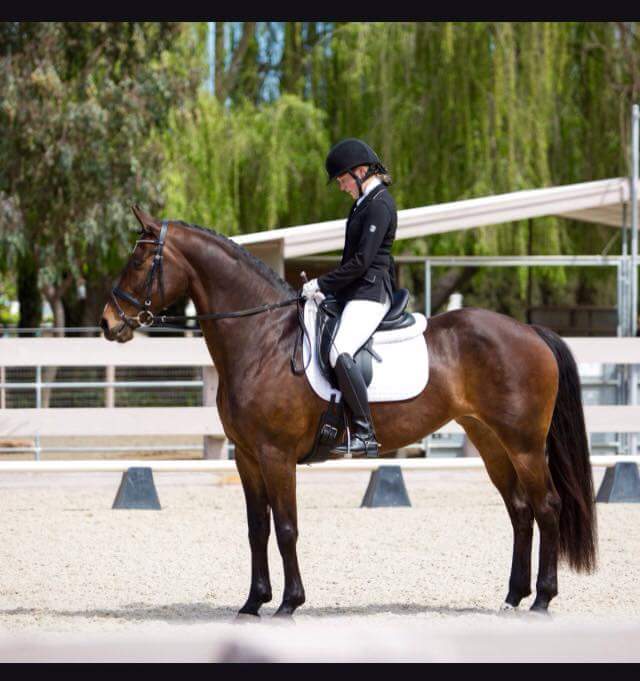 A person wearing a black helmet and riding attire sits on a brown horse in an outdoor arena. The horse stands still, and there are trees and a fence in the background.