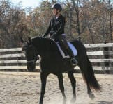 A person in riding gear is riding a black horse in an outdoor arena with a wooden fence and trees in the background.