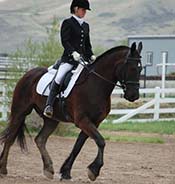 A person wearing formal riding attire is riding a dark brown horse in an outdoor arena with a white fence and buildings in the background.